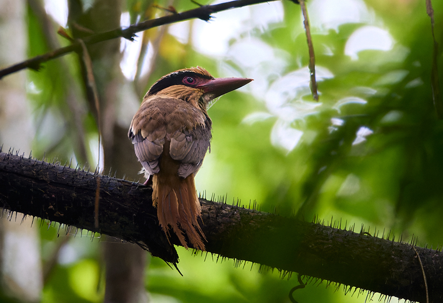 Sulawesi Lilac Kingfisher Tangkoko Nature Reserve
