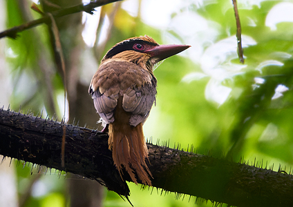 Sulawesi Lilac Kingfisher