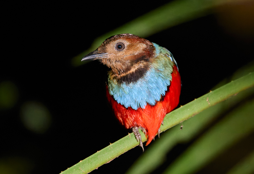 Sulawesi Pitta Dumoga Bone