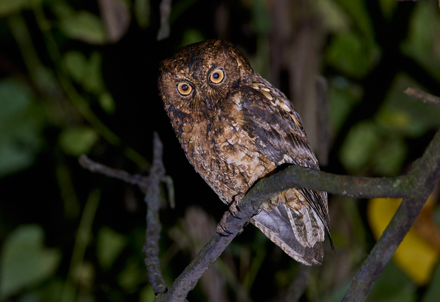 Sulawesi Scops Owl Tangkoko Nature Reserve