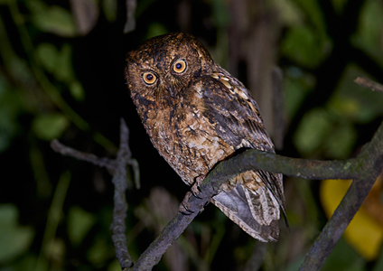 Sulawesi Scops Owl