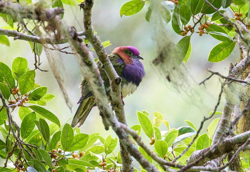 Superb Fruit Dove Gunung Mahawu