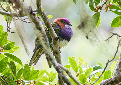 Superb Fruit Dove - birding in Sulawesi