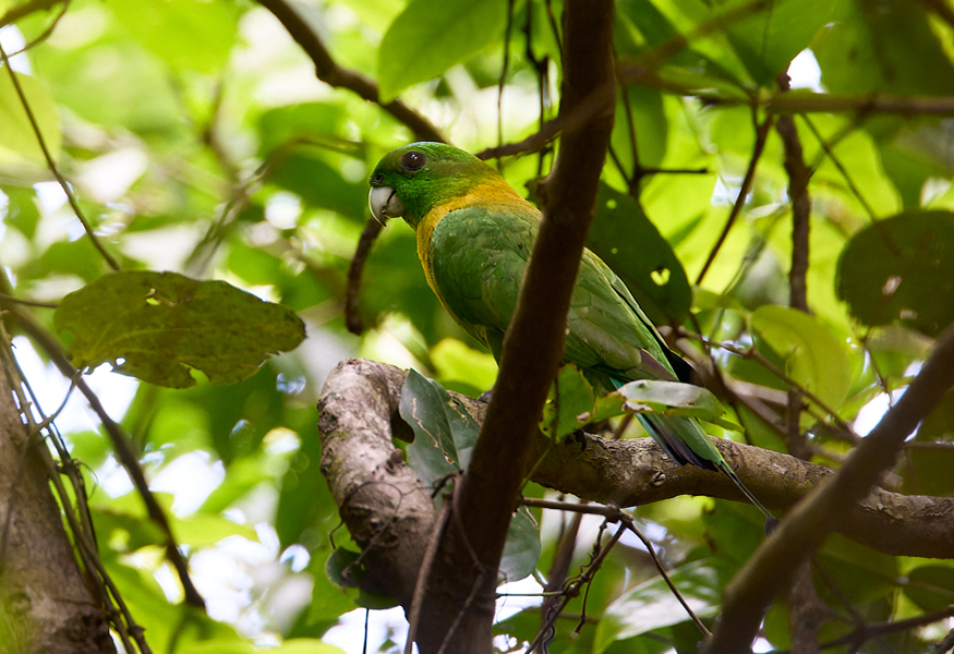 Yellow-breasted Racket-tail Tangkoko Nature Reserve