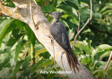 Ashy Woodpecker - Sulawesi birding trip