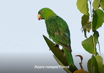 Azure-rumped Parrot - Sulawesi birding tour