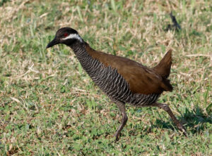 Barred Rail