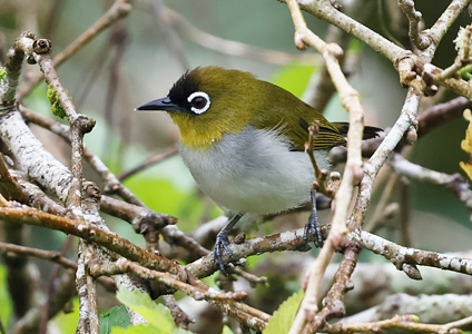 Black-crowned White-eye - Sulawesi birding photo gallery