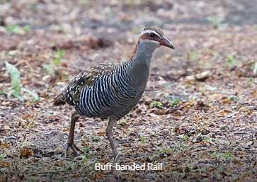 Buff-banded Rail - Sulawesi & Halmahera birding tour