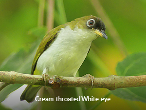 Cream-throated White-eye - Sulawesi - Halmahera birds