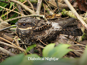 Diabolical Nightjar - Halmahera Birding