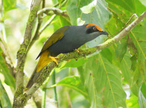 Fiery-browed Myna - Sulawesi-Halmahera birding tour