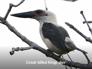 Great-billed Kingfisher