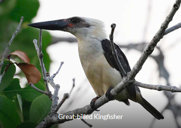 Great-billed Kingfisher - Sulawesi birding tour