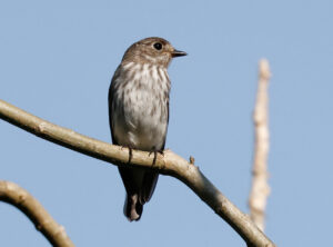 Grey-streaked Flycatcher