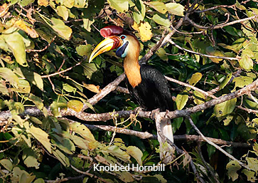 Knobbed Hornbill - Sulawesi & Halmahera birding tour