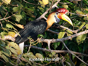 Knobbed Hornbill - Sulawesi & Halmahera birding tour