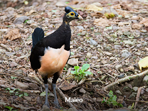 Maleo