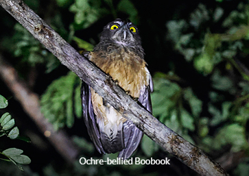 Ochre-bellied Boobook - Sulawesi birding tour