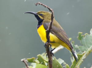 Sahul Sunbird - Sulawesi and Halmahera birding tour