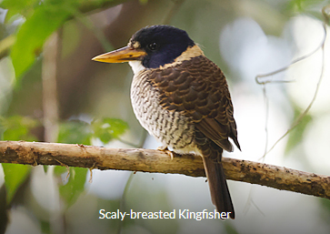 Scaly-breasted Kingfisher 