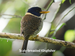 Scaly-breasted Kingfisher - Sulawesi & Halmahera birding tour