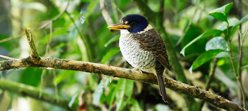 Scaly-breasted Kingfisher - Sulawesi & Halmahera birding tour