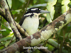 Sombre Kingfisher - Sulawesi & Halmahera birding tour