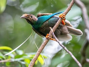 Black-billed Capercaillie - Central Mongolia Birding Tour Standardwing Bird-of-Paradise, Semioptera wallacii - Sulawesi and Halmahera birding tour