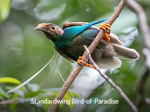 Standardwing Bird-of-Paradise - Sulawesi and Halmahera birding tour