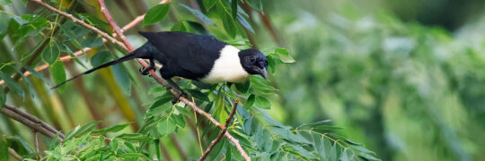 White-necked Myna