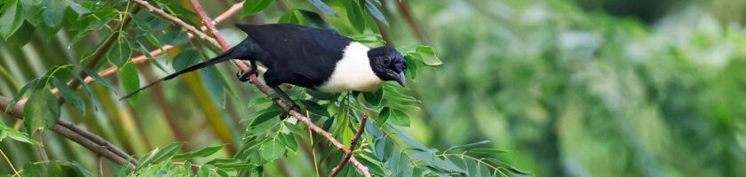 White-necked Myna