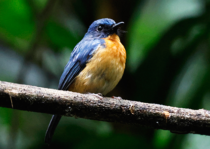 Sulawesi Blue Flycatcher