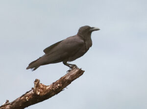 Sulawesi Crow - Sulawesi & Halmahera birding tour
