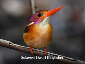 Sulawesi Dwarf Kingfisher - Sulawesi and Halmahera birding tour