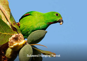 Sulawesi Hanging Parrot - Sulawesi & Halmahera birding tour