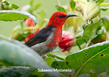 Sulawesi Myzomela