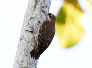 Sulawesi Pygmy Woodpecker