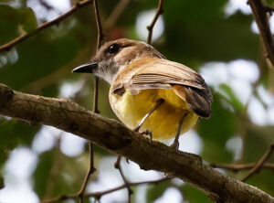 Sulphur-bellied Whistler - Sulawesi & Halmahera birding