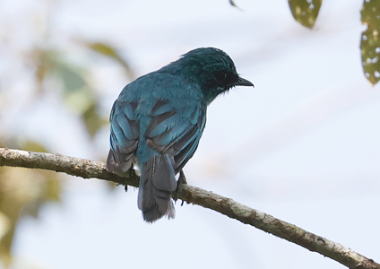 Turquoise Flycatcher - birding in Sulawesi photos