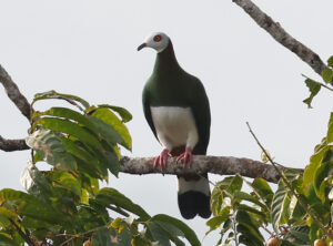 White-bellied Imperial Pigeon