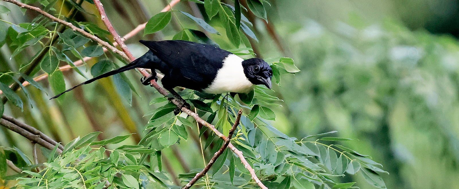 White-necked Myna - Sulawesi & Halmahera birding tour
