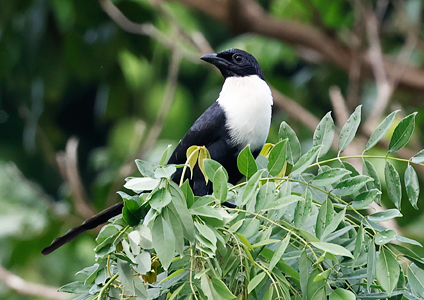 White-necked Myna - birding in Sulawesi photo gallery