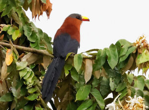Yellow-billed Malkoha - Sulawesi birding tour