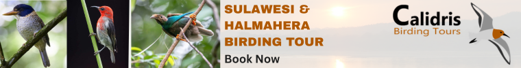 Sulawesi & Halmahera birding tour