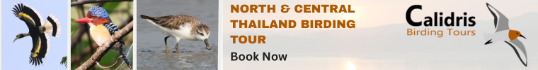 Thailand Birdwatching Tour