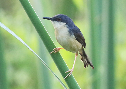 Ashy Prinia