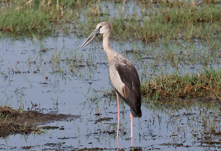Asian Openbill, Anastomus oscitans, perched in rice fields