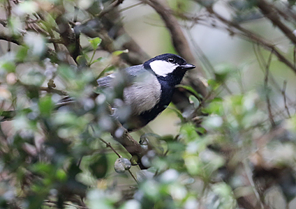 Asian Tit at Victoria Park, Sri Lanka