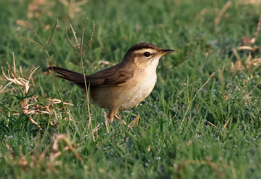 Black-browed Reed Warbler, Acrocephalus bistrigiceps, birding in Thailand